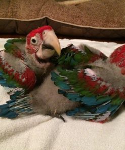 Baby Green Wing Macaw