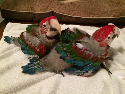 Baby Green Wing Macaw