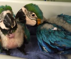 Blue and Gold Baby Macaw