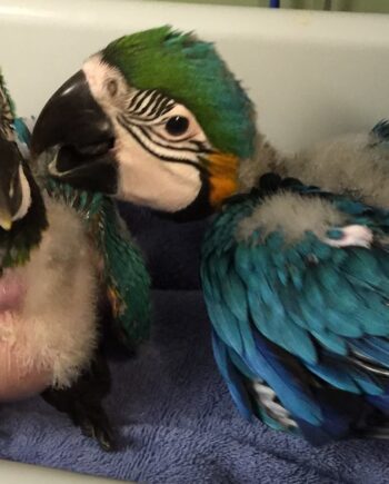 Blue and Gold Baby Macaw