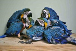 Blue and Gold Baby Macaw1