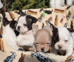 French Bulldog Puppies