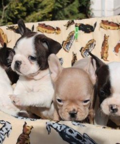 French Bulldog Puppies