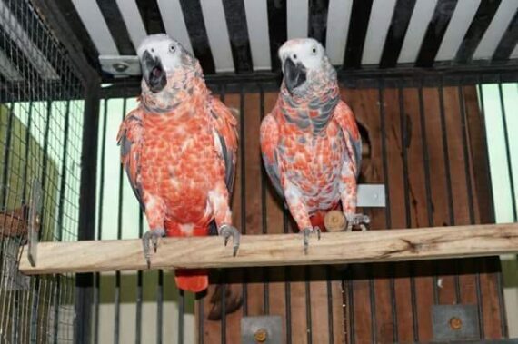 Red Factor African Grey Parrot For Sale Online | Baby Red Factor Online