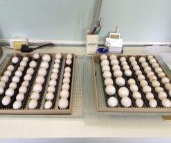 Red Factor African Grey Parrot Eggs