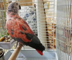 Red Factor African Grey Parrot