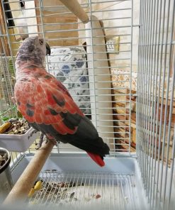 Red Factor African Grey Parrot