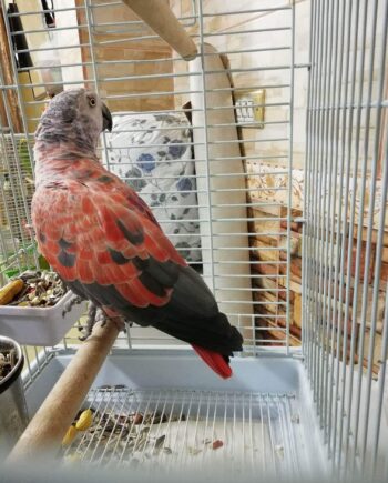 Red Factor African Grey Parrot