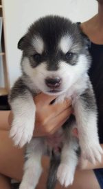 Siberian Husky Puppies