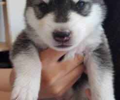 Siberian Husky Puppies