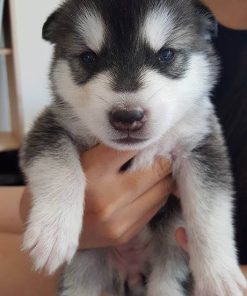 Siberian Husky Puppies