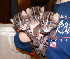 Asian Leopard Cat Cub