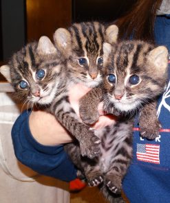 Asian Leopard Cat Cub