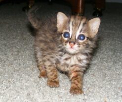 Asian Leopard Cat Cub