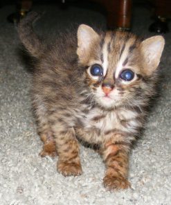 Asian Leopard Cat Cub