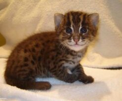 Fishing Cat