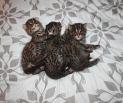 Fishing Cat