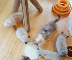 Scottish Fold Kittens