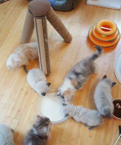 Scottish Fold Kittens