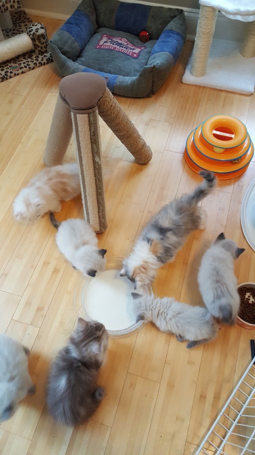 Scottish Fold Kittens