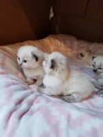 Scottish Fold Kittens