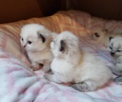 Scottish Fold Kittens