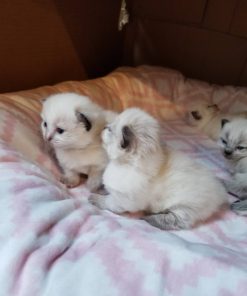 Scottish Fold Kittens