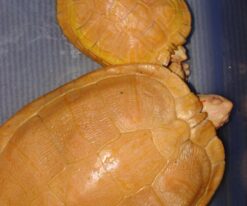 Albino Red Ear Sliders