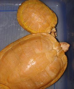 Albino Red Ear Sliders