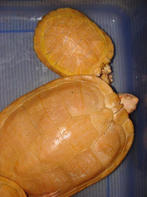 Albino Red Ear Sliders