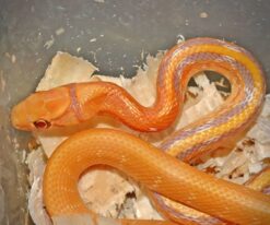 Albino San Diego Gopher Snakes