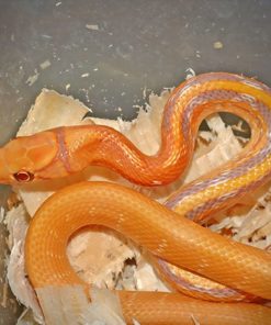 Albino San Diego Gopher Snakes