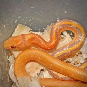 Albino San Diego Gopher Snakes