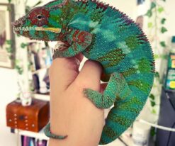 Ambilobe Panther Chameleon