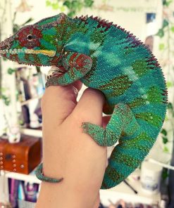 Ambilobe Panther Chameleon