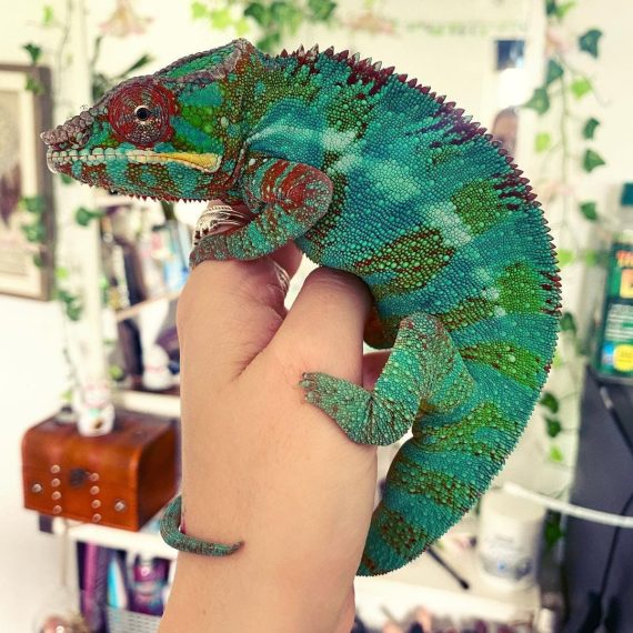 Ambilobe Panther Chameleon