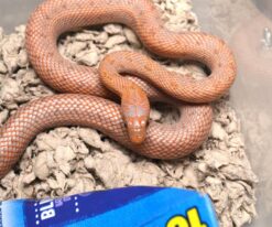 Everglades Rat Snakes