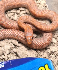 Everglades Rat Snakes