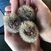 Lesser Hedgehog Tenrecs