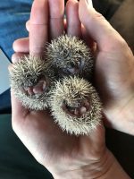 Lesser Hedgehog Tenrecs