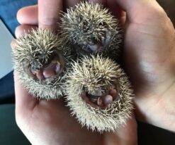 Lesser Hedgehog Tenrecs