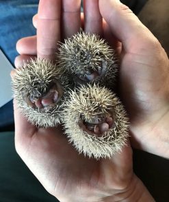 Lesser Hedgehog Tenrecs