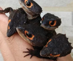 Red Eyed Crocodile Skink