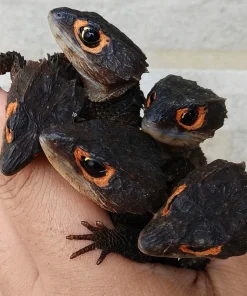 Red Eyed Crocodile Skink