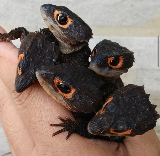 Red Eyed Crocodile Skink