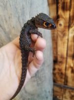 Red Eyed Crocodile Skink