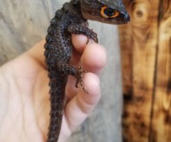 Red Eyed Crocodile Skink