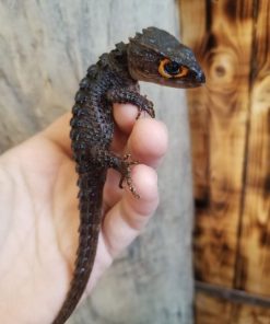 Red Eyed Crocodile Skink