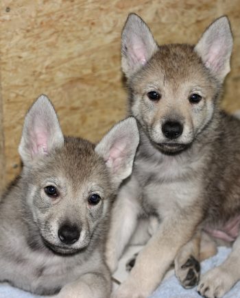 Wolfdog Hybrid Puppies