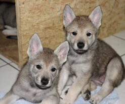 Wolfdog Hybrid Puppies